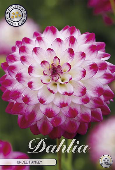 Dahlia Uncle Hankey Dekorativ 1-pack NYHET