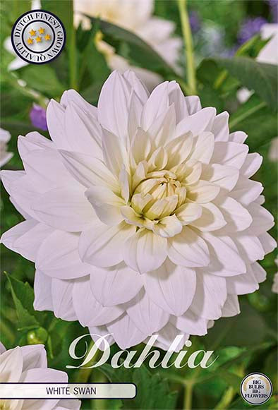 Dahlia White Swan Dekorativ 1-pack NYHET