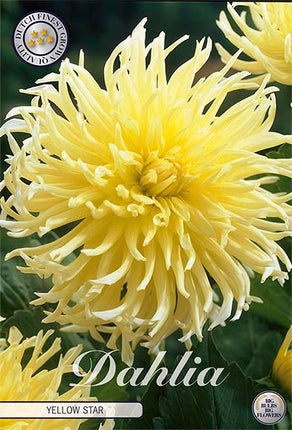 Dahlia Yellow Star Dekorativ 1-pack NYHET