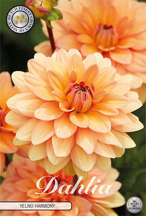 Dahlia Yelno Harmony Dekorativ 1-pack NYHET