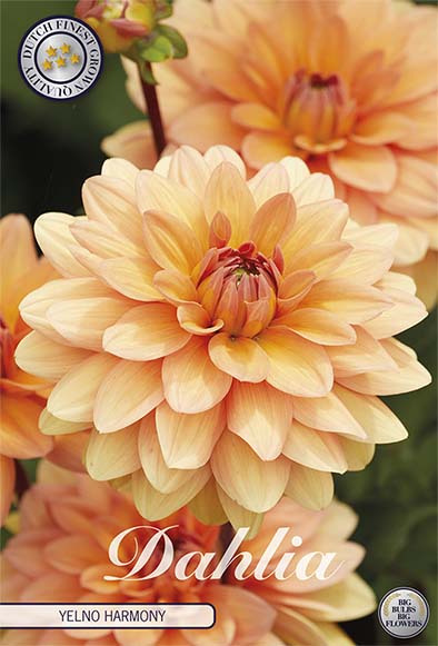 Dahlia Yelno Harmony Dekorativ 1-pack NYHET