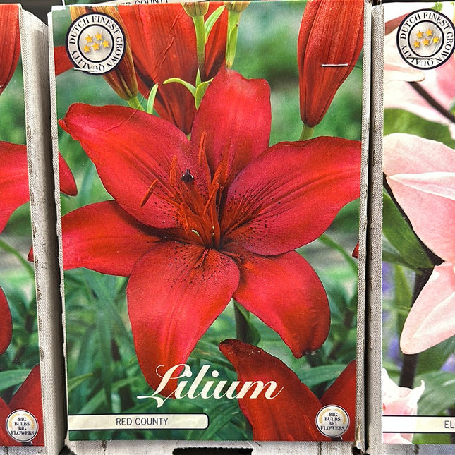 Lilium Red County NYHET 2-pack