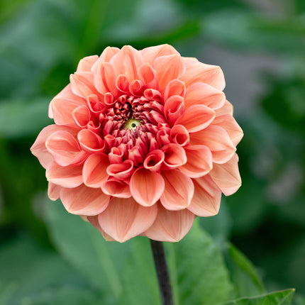 Dahlia Romance Dekorativ 1-pack NYHET