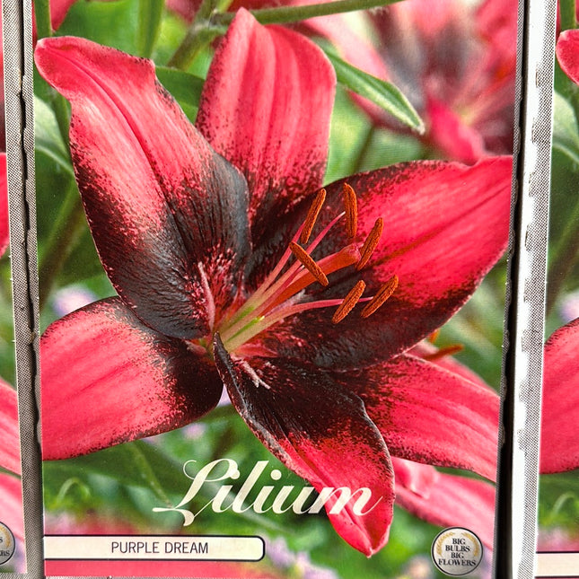 Lilja-Lilium 'Purple Dream' 2-pack NYHET