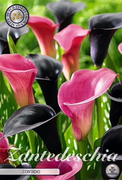 Zantedeschia Contadio 2-pack