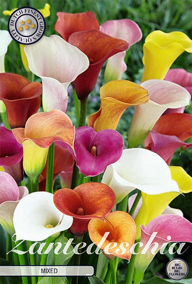 Zantedeschia Mixed 3-pack