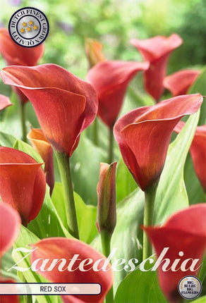 Zantedeschia Red Sox 1-pack