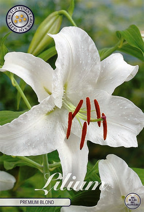 Orientalisk lilja-Lilium Premium Blond 2-pack NYHET