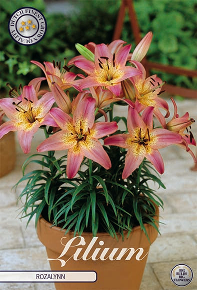 Asiatlilja-Lilium Rozalynn 2-pack NYHET