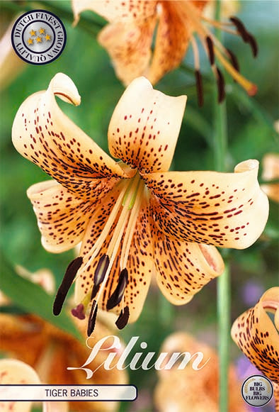 Lilja-Lilium Tiger babies NYHET 2-pack