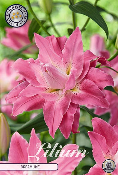 Orientalisk lilja-Lilium Oriental Dreamline 2-pack NYHET