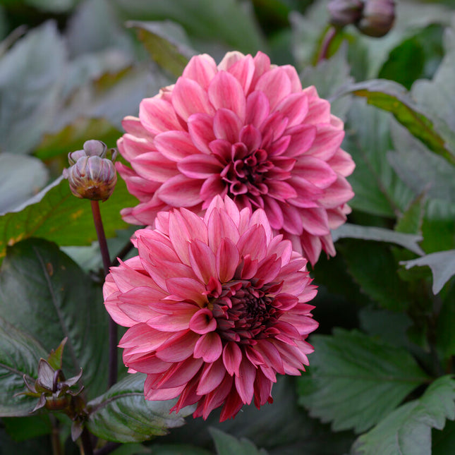 Dahlia Dekorativ Night Silence 1-pack NYHET