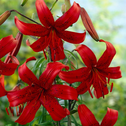 Asiatlilja-Lilium Red Velvet 2-pack NYHET