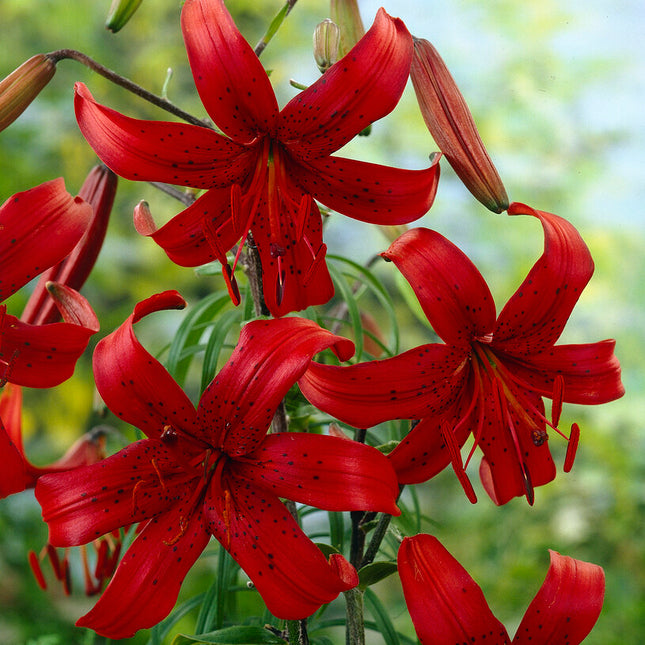 Asiatlilja-Lilium Red Velvet 2-pack NYHET