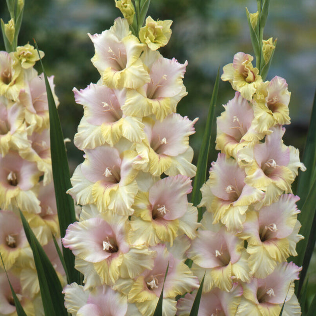 Gladiolus Mon Amour 10-pack