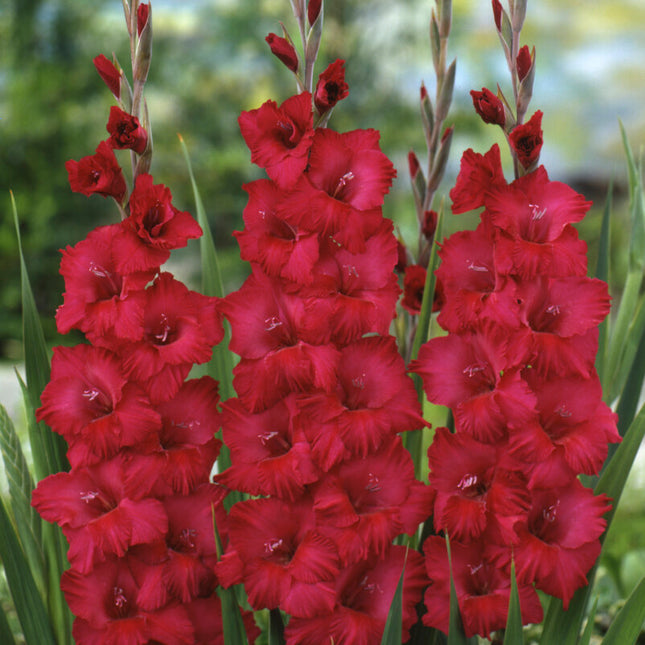 Gladiolus Plumtart 10-pack