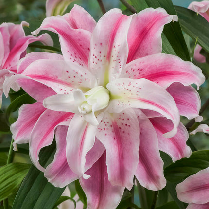 Lilja-Lilium Sweet Rosy 1-pack