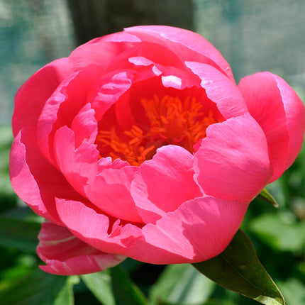 Pion-Paeonia Cytherea 1-pack