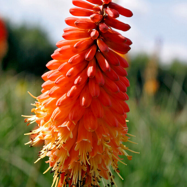 Fackellilja-Kniphofia Red Alcazar 1-pack