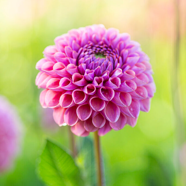 Dahlia Boll Caitlins Joy 1-pack NYHET