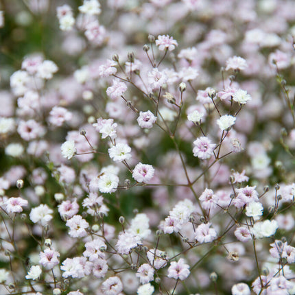 Brudslöja-Gypsophila Bristol Fairy 3-pack