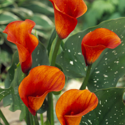 Zantedeschia Mango 1-pack