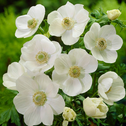 Bukettanemon-Anemone Coronaria Coronaria Bride 15-pack