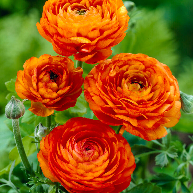 Bukettranunkel-Ranunculus Orange 10-pack