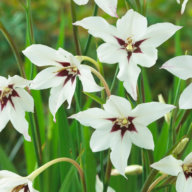 Doftlilja-Gladiolus Callianthus Murielae 10-pack