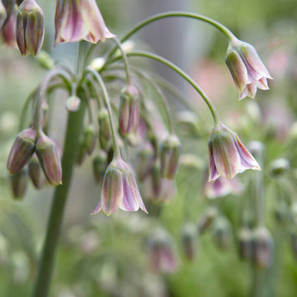 Honungslök-Nectaroscordum Siculum 7-pack