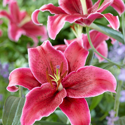 Orientalisk lilja-Lilium Oriental Corvara 2-pack NYHET