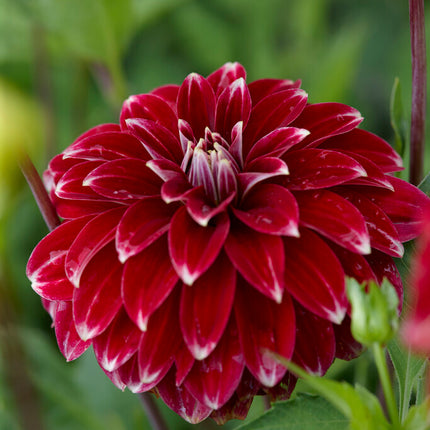 Dahlia Pompon Red Rock 1-pack