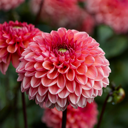 Dahlia Boll Daisy Duke 1-pack