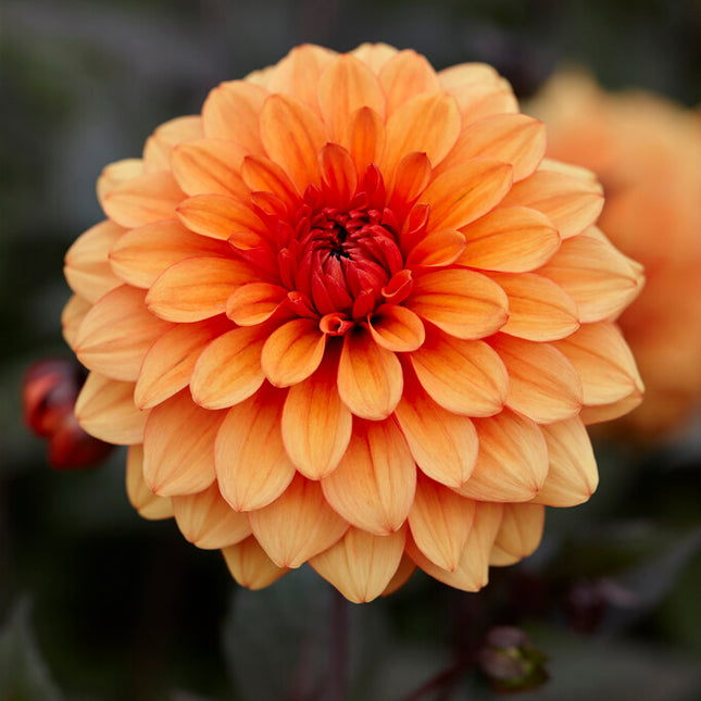 Dahlia Dekorativ David Howard 1-pack