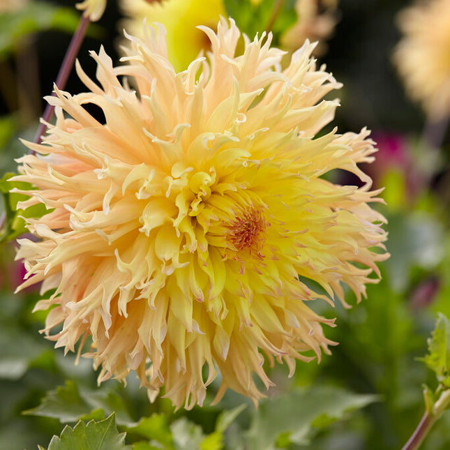 Dahlia Cactus Mingus Joshua 1-pack