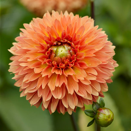 Dahlia Dekorativ Orange Impact 1-pack NYHET