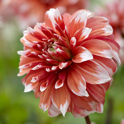 Dahlia Cactus Frost Nip 1-pack