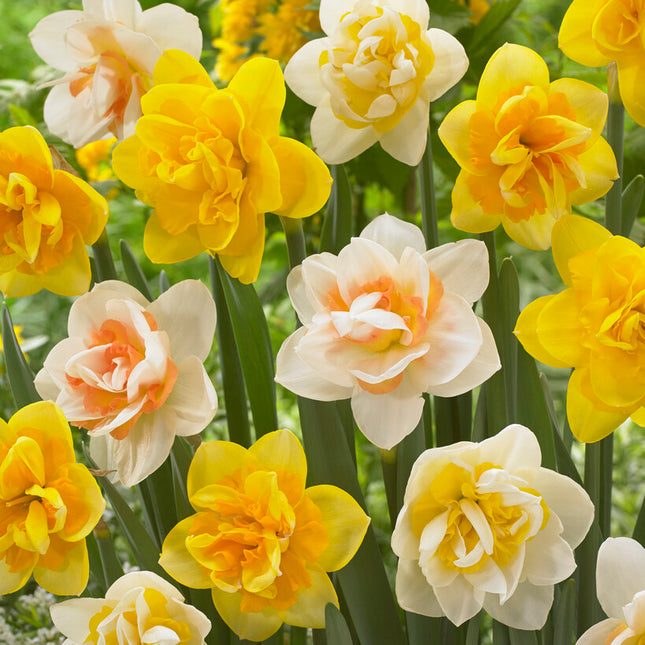 Narcissus Double Mixed 6-pack