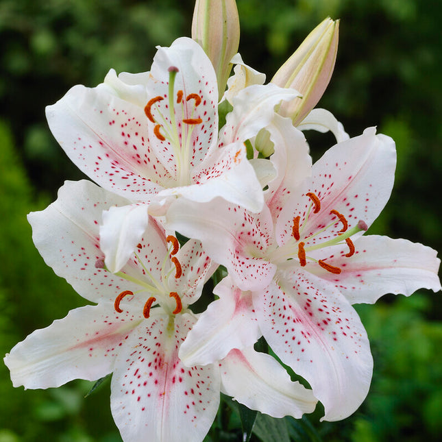 Orientalisk lilja-Lilium Oriental Muscadet 2-pack