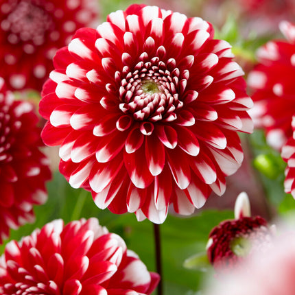 Dahlia Border Little Tiger 1-pack