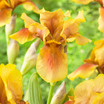 Tyskiris-Iris Germanica Golden Muffin 1-pack