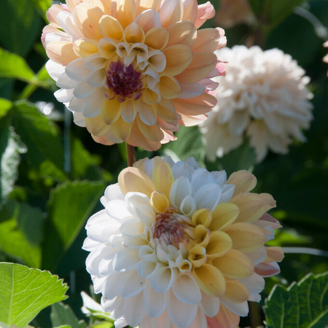 Dahlia Dekorativ Double Jill 1-pack