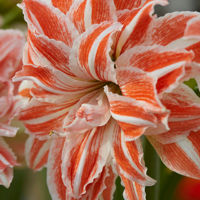 Amaryllis-Hippeastrum 'Dancing Queen' 1-pack