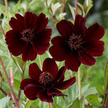 Chokladskära (Chokladblomma)-Cosmos Atrosanguineus 1-pack