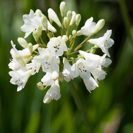 Afrikas blå lilja-Agapanthus White 1-pack