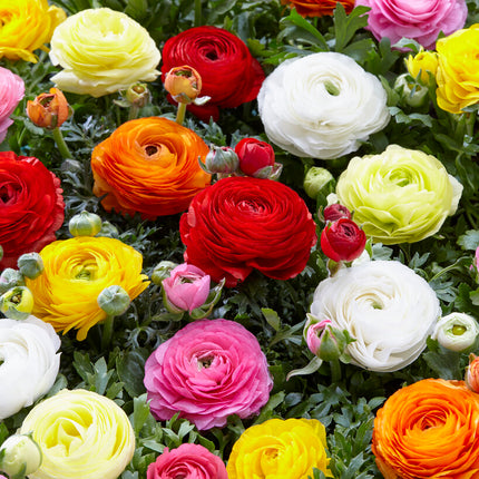 Bukettranunkel-Ranunculus Mixed 10-pack