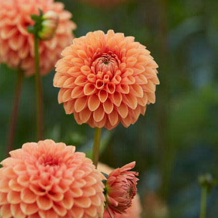 Dahlia Boll Jowey Linda 1-pack NYHET