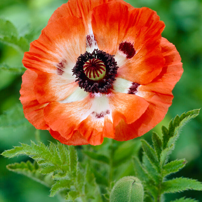 Vallmo-Papaver 'Oriental Pinnacle' 1-pack