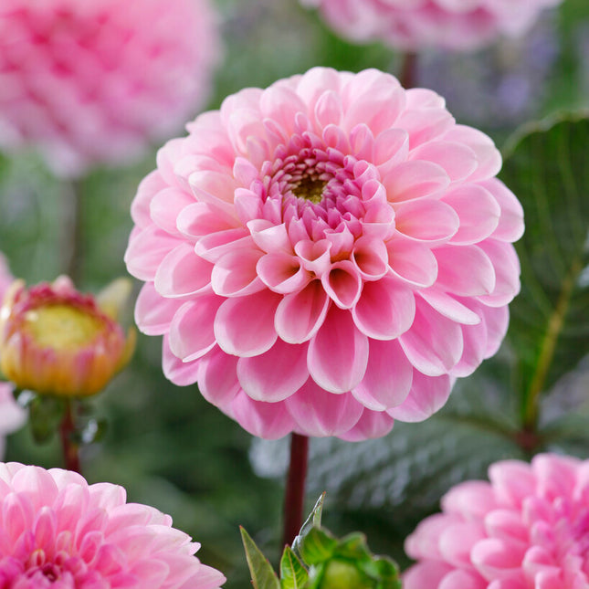 Dahlia Pompon Wizard of Oz 1-pack