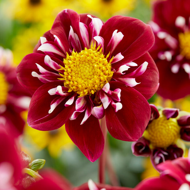 Dahlia Special Fantastico 1-pack